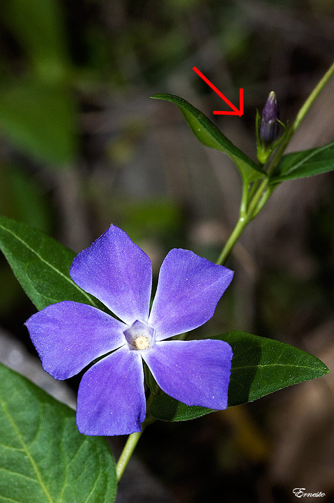 Vinca maior